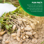 Hampton Farms - Fancy Roasted In-Shell Salted Peanuts - 5 lb. Bag Generic